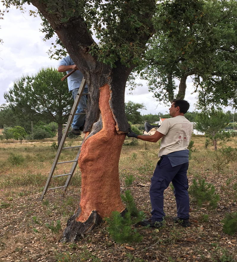軟木走進(jìn)家居，生活體驗全面升級 圖片5