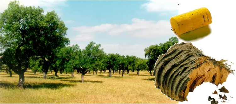 軟木組合套裝,讓家居生活多一點快樂與健康! image2 軟木組合套裝,讓家居生活多一點快樂與健康! image2