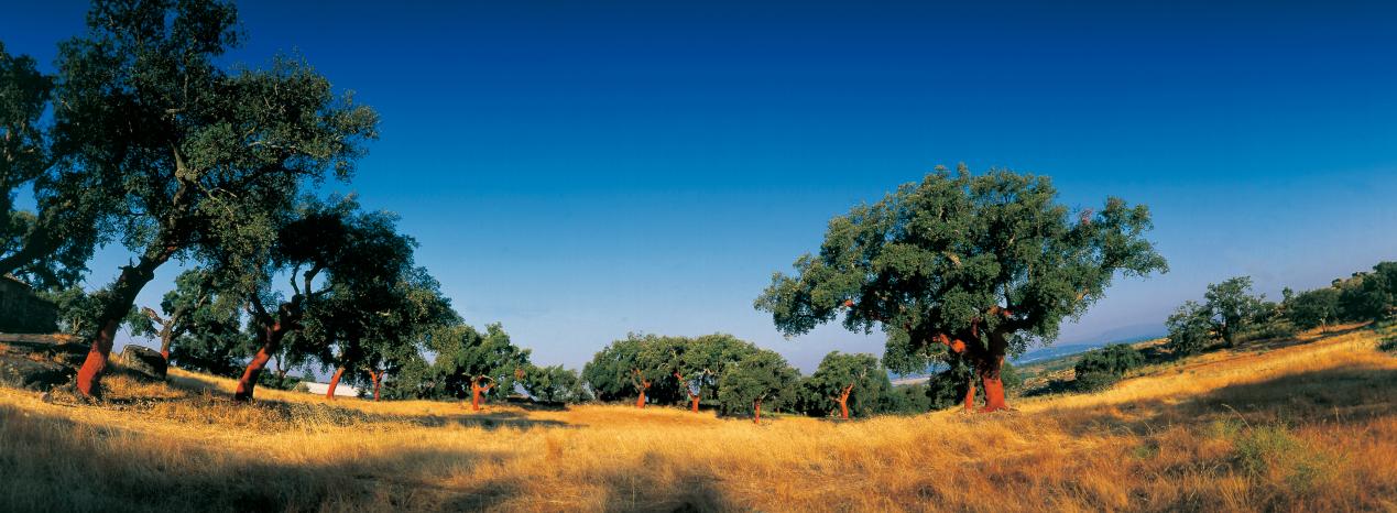 被名字“耽誤”的寶藏地板！在家實現(xiàn)“光腳自由” 圖片4